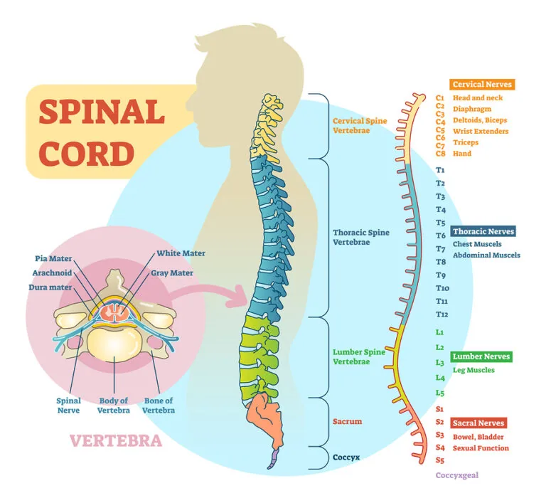 Your Spine Pt. 2 of 3 — The Thoracic Spine